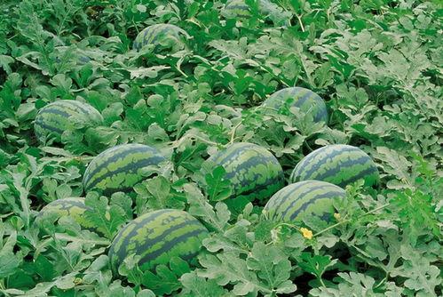 hs吃瓜群,网络社交新现象背后的故事