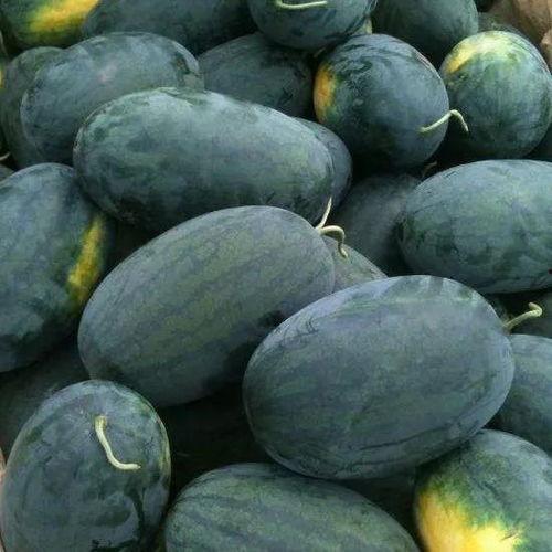 采瓜吃瓜,体验采瓜吃瓜的田园乐趣