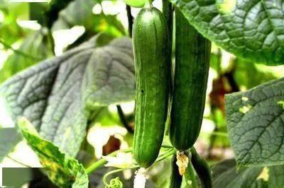 牛宝吃瓜,揭秘娱乐圈的甜蜜瓜田