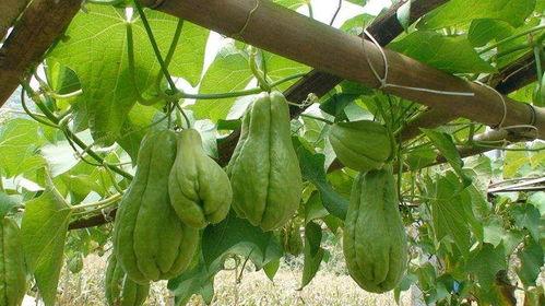 佛手瓜的根小孩可以吃吗,儿童可食用之谜揭晓