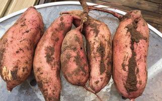 薯瓜怎么吃,探索美味与营养的完美结合