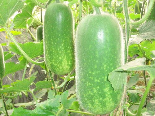 踏月留香茶壶吃瓜,品味人生百态瓜