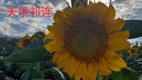 大漠吃瓜,探寻丝绸之路上的瓜果传奇