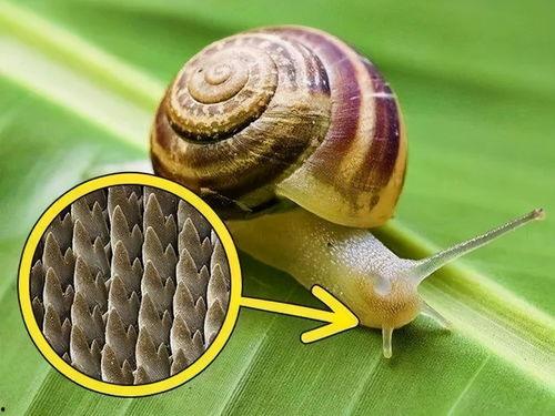 蜗牛吃葫芦瓜吗,一场奇妙的生态对话