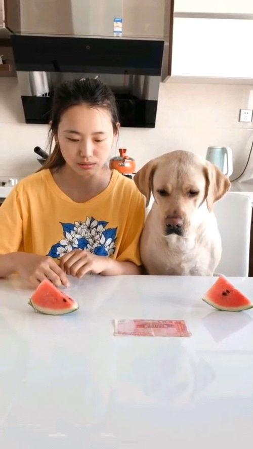 组团吃瓜西瓜视频,组团吃瓜，西瓜视频带你领略夏日清凉