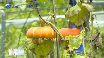 香炉瓜图片怎么吃